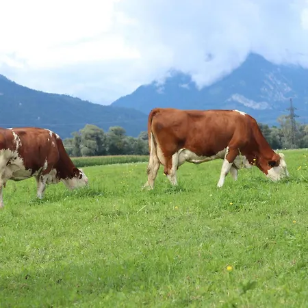 Schleicherhof Iv * Strass im Zillertal